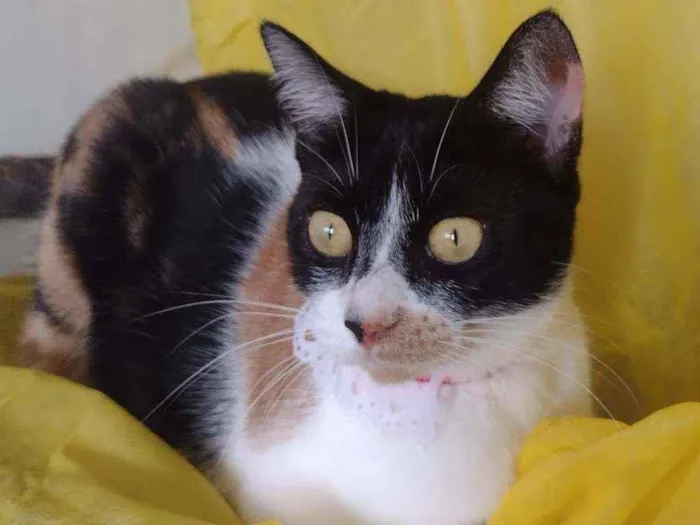 Gato ra a SRD idade 7 a 11 meses nome Dorothy