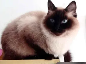 Gato raça Srd idade 1 ano nome Gatinha 