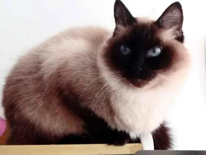 Gato raça Srd idade 1 ano nome Gatinha 