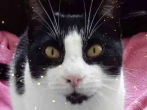 Gato raça Srd idade 1 ano nome Pitoco super Fofo 