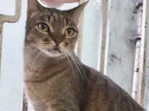 Gato raça Srd idade 1 ano nome Ruivo 