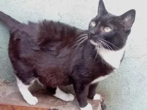 Gato raça Srd idade 1 ano nome Ariane 