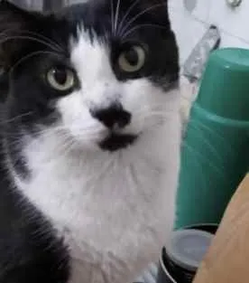 Gato raça Srd idade 3 anos nome Diego