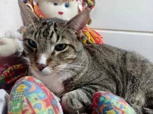 Gato raça Srd idade 1 ano nome Tigue