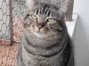 Gato raça Srd idade 1 ano nome Tom
