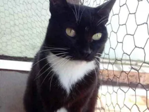 Gato raça Srd idade 1 ano nome Gigi