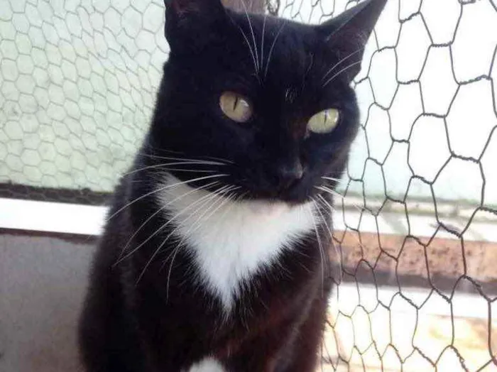 Gato raça Srd idade 1 ano nome Gigi