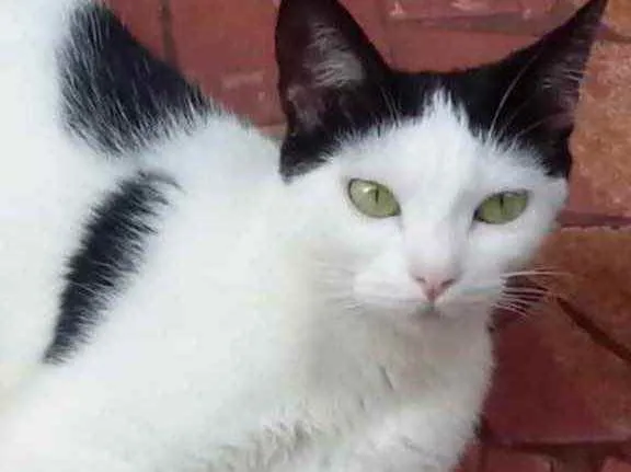 Gato raça Srd idade 1 ano nome Cherry