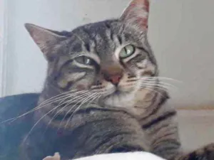 Gato raça Srd idade 1 ano nome Giorgio Armani 