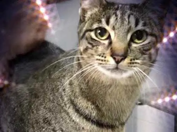 Gato raça Srd idade 1 ano nome Gucci