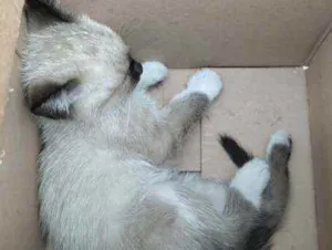 Gato raça Indefinido  idade 2 a 6 meses nome Wanda