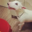 Cachorro raça Bull Terrier idade 4 anos nome Dexter Joe