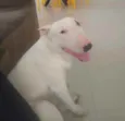 Cachorro raça Bull Terrier idade 4 anos nome Dexter Joe