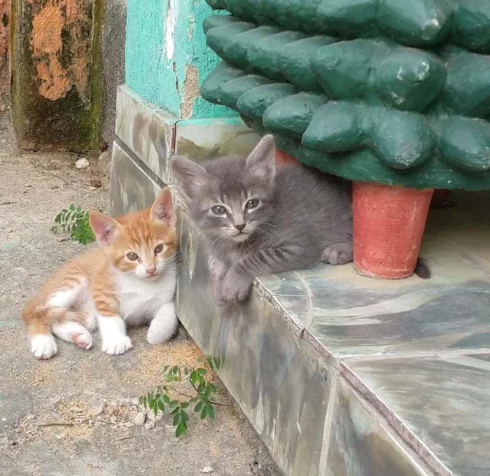 Gato ra a  idade  nome Filhote 