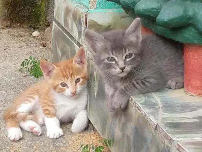 Gato ra a  idade  nome Filhote 