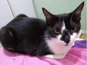 Gato raça Srd idade 1 ano nome Linguiça 