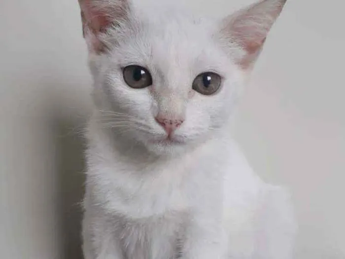 Gato raça SRD idade 2 a 6 meses nome AYANA