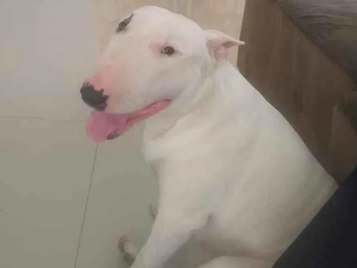 Cachorro raça Bull Terrier idade 4 anos nome Dexter Joe