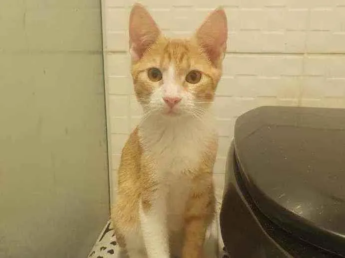 Gato ra a SRD idade 2 a 6 meses nome ,...................