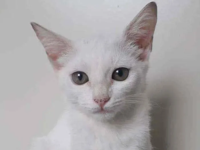 Gato raça SRD idade 2 a 6 meses nome AYANA