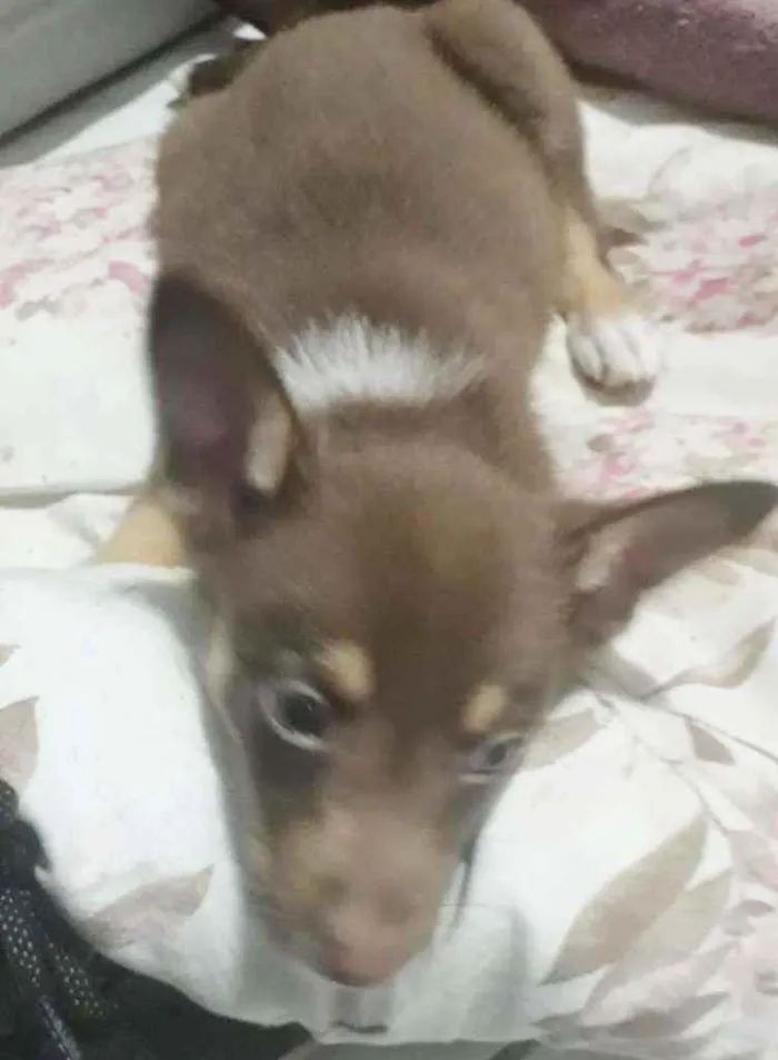 Cachorro raça SRD idade 2 a 6 meses nome PETER