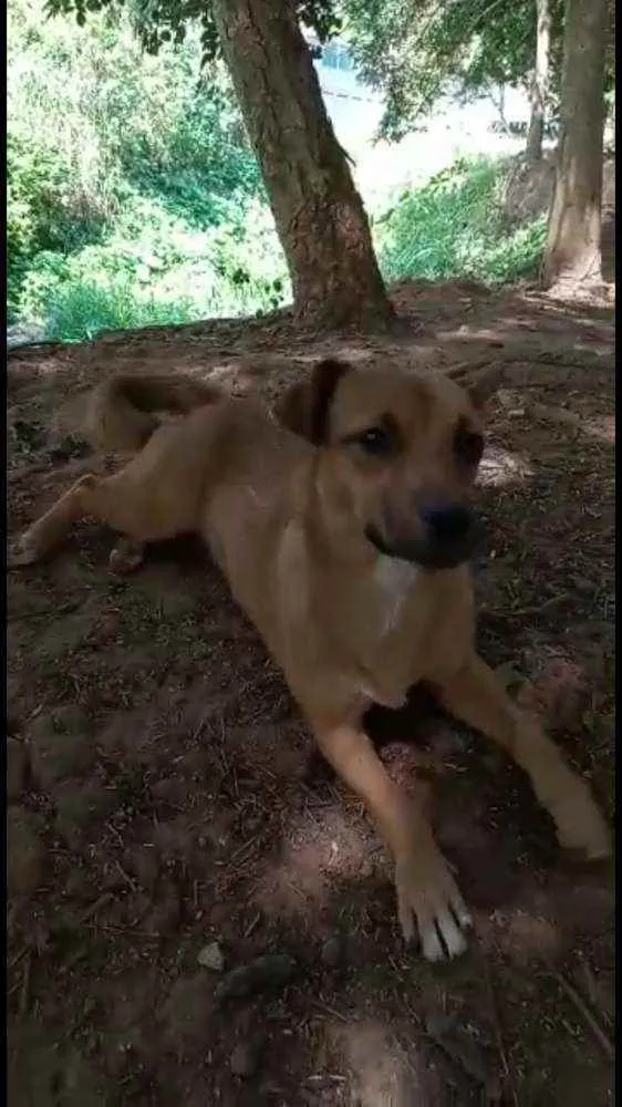 Cachorro raça SRD idade 7 a 11 meses nome Filhotes :)