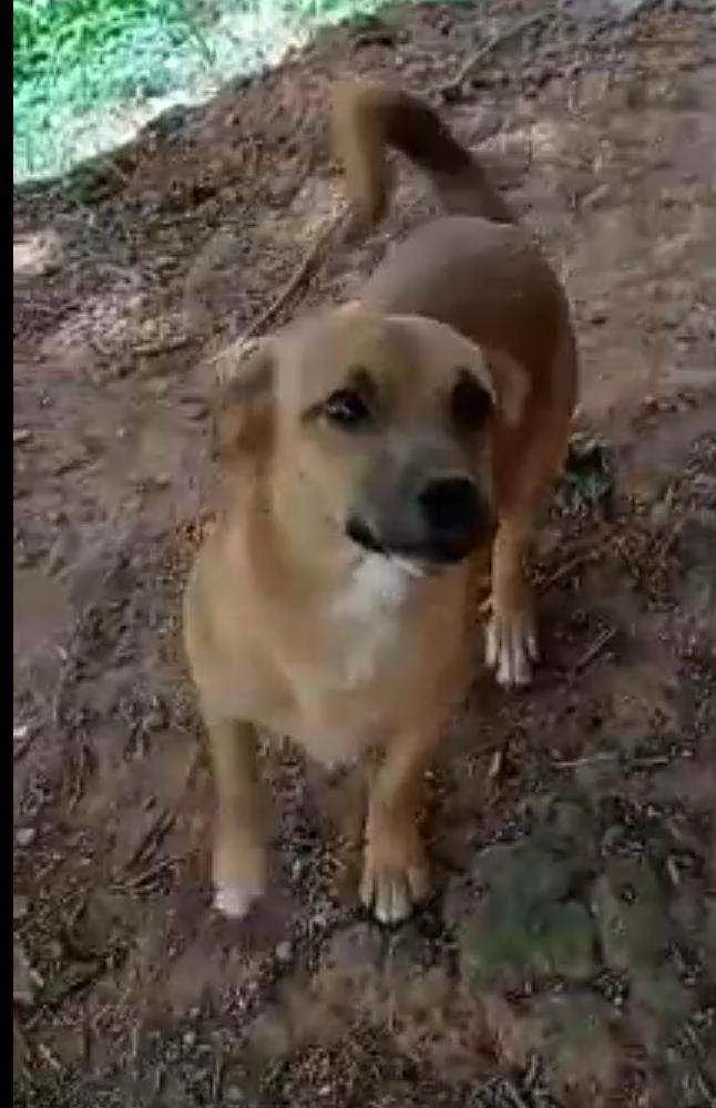 Cachorro raça SRD idade 7 a 11 meses nome Filhotes :)