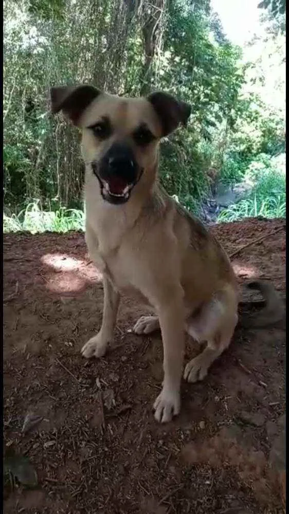 Cachorro raça SRD idade 7 a 11 meses nome Filhotes :)