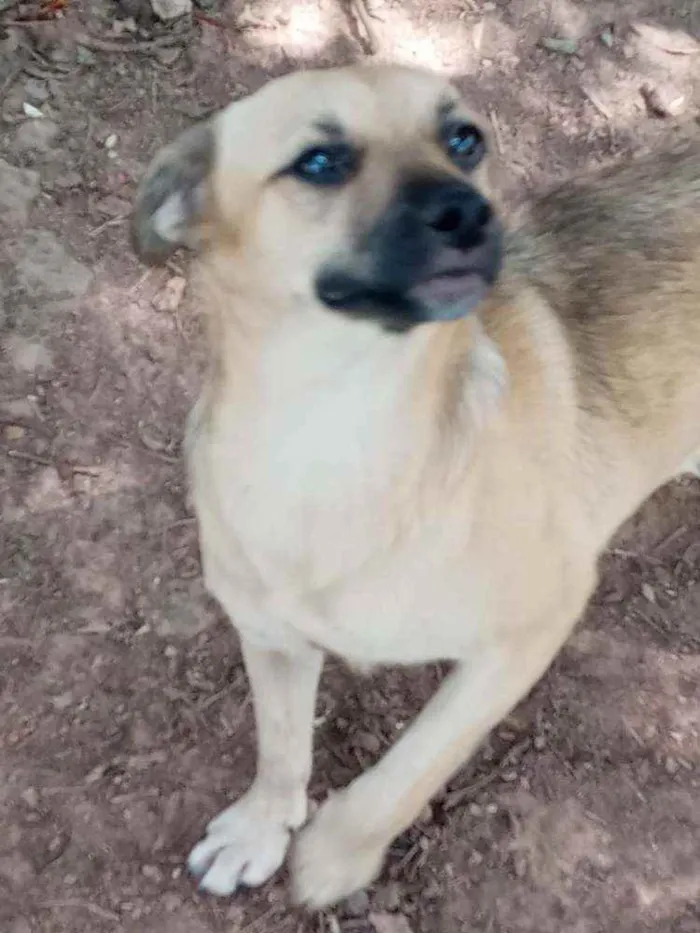 Cachorro raça SRD idade 7 a 11 meses nome Filhotes :)