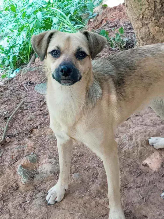 Cachorro raça SRD idade 7 a 11 meses nome Filhotes :)