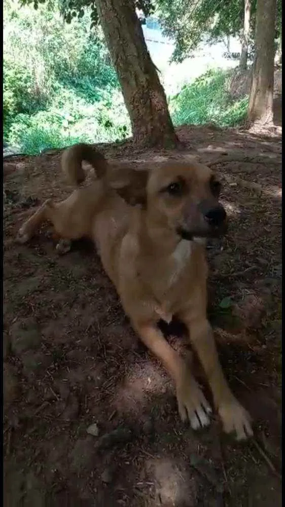 Cachorro raça SRD idade 7 a 11 meses nome Filhotes :)