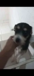 Cachorro raça SRD idade 2 anos nome Naara