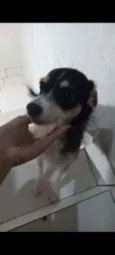 Cachorro raça SRD idade 2 anos nome Naara
