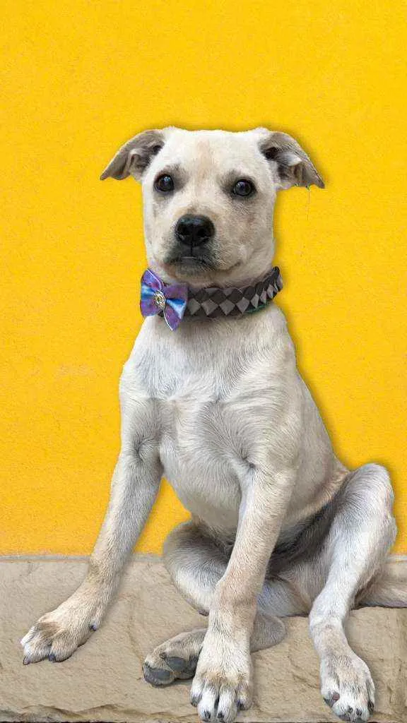 Cachorro raça SRD idade 2 a 6 meses nome Doobe