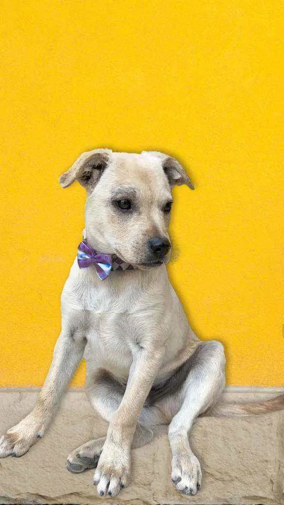 Cachorro raça SRD idade 2 a 6 meses nome Doobe