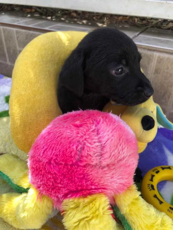 Cachorro raça SRD  idade Abaixo de 2 meses nome Sem Nome