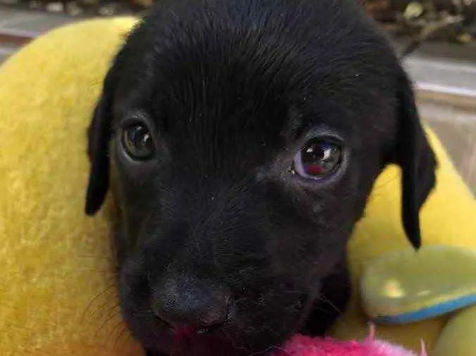 Cachorro raça SRD  idade Abaixo de 2 meses nome Sem Nome