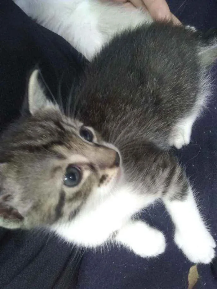 Gato ra a SRD idade Abaixo de 2 meses nome Filhotinhos sem nome