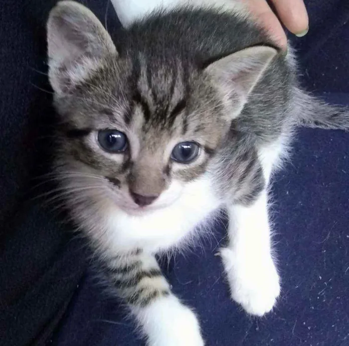 Gato ra a SRD idade Abaixo de 2 meses nome Filhotinhos sem nome