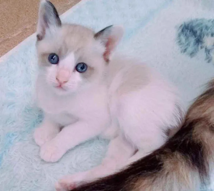Gato ra a SRD idade Abaixo de 2 meses nome Filhotinhos sem nome