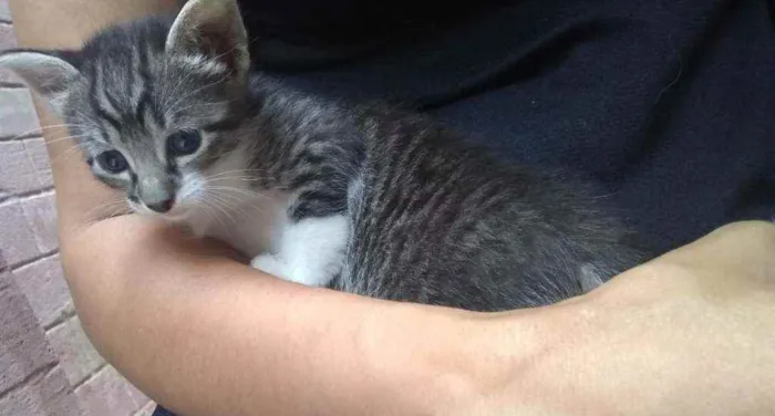 Gato ra a SRD idade Abaixo de 2 meses nome Filhotinhos sem nome
