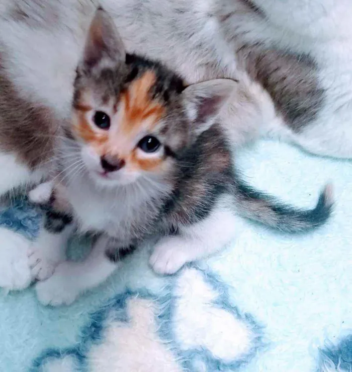 Gato ra a SRD idade Abaixo de 2 meses nome Filhotinhos sem nome