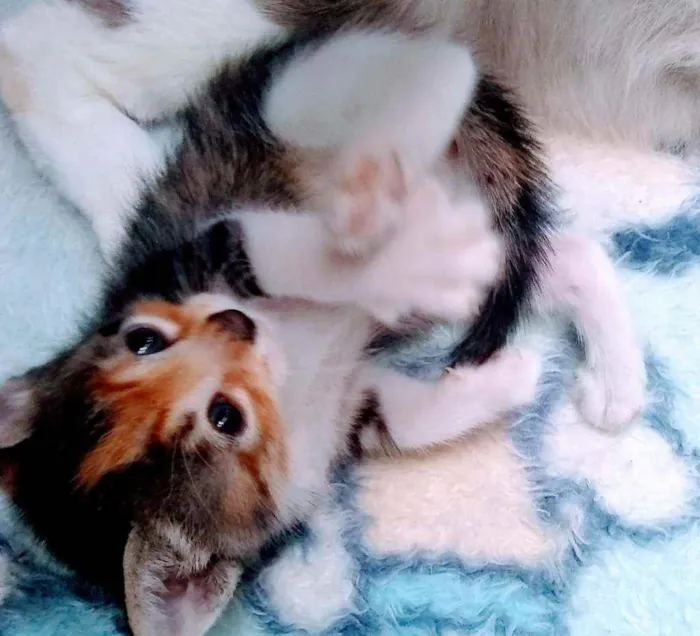 Gato ra a SRD idade Abaixo de 2 meses nome Filhotinhos sem nome