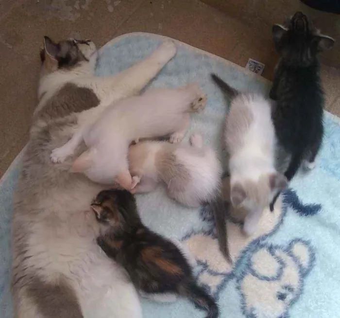 Gato ra a SRD idade Abaixo de 2 meses nome Filhotinhos sem nome