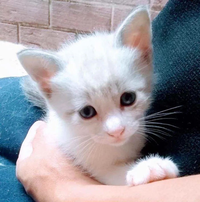 Gato ra a SRD idade Abaixo de 2 meses nome Filhotinhos sem nome