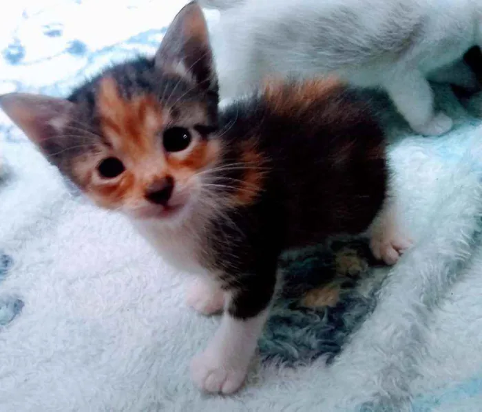 Gato ra a SRD idade Abaixo de 2 meses nome Filhotinhos sem nome