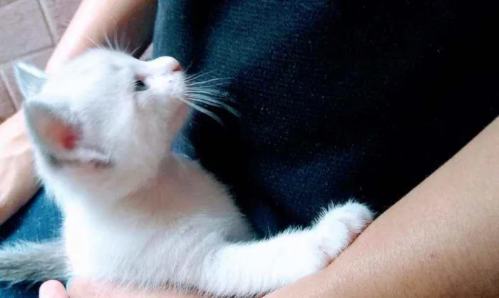 Gato ra a SRD idade Abaixo de 2 meses nome Filhotinhos sem nome