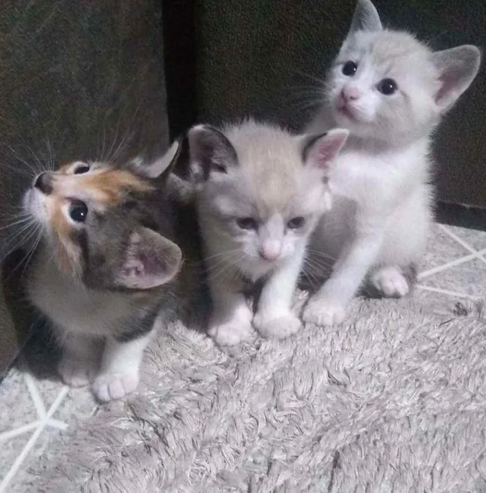 Gato ra a SRD idade Abaixo de 2 meses nome Filhotinhos sem nome