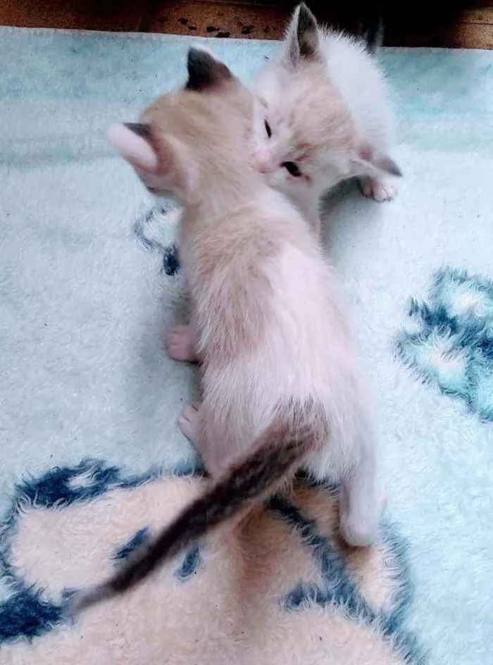 Gato ra a SRD idade Abaixo de 2 meses nome Filhotinhos sem nome