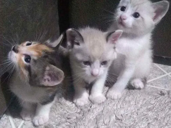 Gato ra a SRD idade Abaixo de 2 meses nome Filhotinhos sem nome